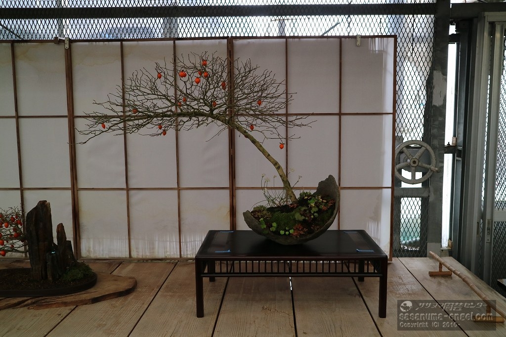 ロウヤ柿(写真は令和7年1月のものです) ロウヤ柿(写真は令和7年1月のものです)